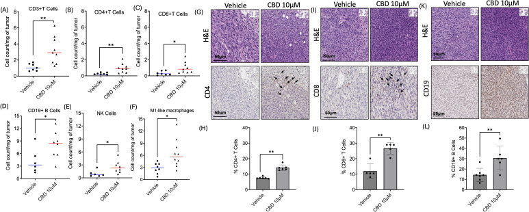 CBD treatment modulates infiltration of immune cells in the Tumor Immune Micro-Environment (TIME). Identification of immune cells infiltration in 10 µM of CBD treated wild-type mEER tumors by flow cytometric analysis for (A-C) T cell markers (CD3+, CD4+, and CD8+T), (D) B cells marker (CD19+), (E) natural killer (NK) cells, and (F) M1-like macrophages compared to the vehicle treated mice tumors at the end of Day 15. Immunohistochemical (IHC) staining of (G) CD4, (I) CD8 and (K) CD19 in tumor sections of CBD and vehicle treated mice at the end of Day 21. Graphical representation for (H) % CD4+T cells, (J) % CD8+T cells and (L) CD19+B cells. Statistical analysis was performed by unpaired Student’s t-test [*p<0.05 **p<0.01].