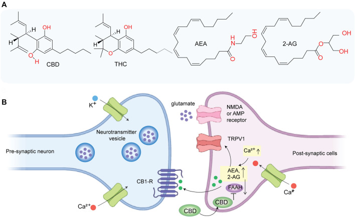 (A) Chemical structure of CBD, THC, anandamide (AEA), and 2-arachidonoylglycerol (2AG). (B) CBD indirectly activates CB1 receptor and TRPV1 by inhibiting FAAH and thereby promoting the accumulation of AEA at synapse which may play a role in inhibiting glutamate-based excitotoxicity.