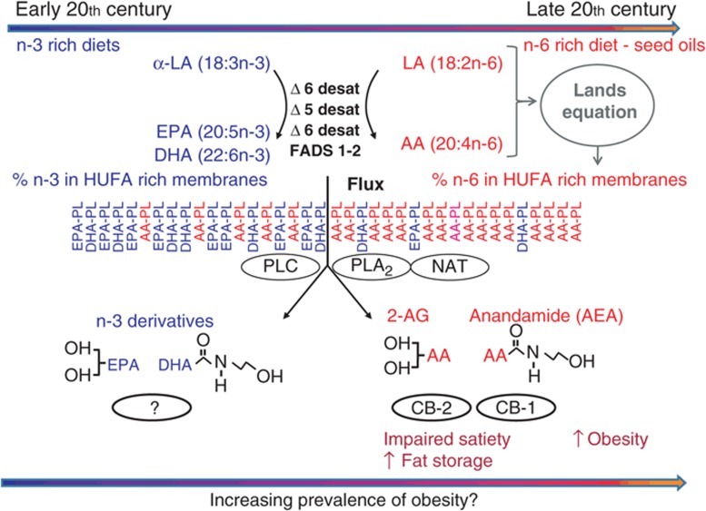 Dietary essential fats and the metabolism of endocannabinoids. The endocannabinoids 2-AG and anandamide (AEA) are synthesized on demand from the essential fatty acid arachidonic acid (AA) (20:4n-6) in membrane phospholipids (AA-PL). AA in the phospholipid precursor pool can be elevated by dietary linoleic acid (LA) (18:2n-6) or diminished consumption of omega-3 fatty acids notably eicosapentaenoic acid (EPA) and docosahexaenoic acid (DHA). Activation of the cannabinoid receptors (CB1 and CB2) by the AA-PL derived endocannabinoids, AEA and 2-AG, both centrally and peripherally, favors metabolic processes that stimulate appetite, increase food intake, activates fat storage pathways, promotes adipocyte inflammation, and downregulates catabolism resulting in adipose accretion. Figure indicates the shift in available seed oil and changes in estimated tissue compositions of n-6 highly unsaturated fatty acids described in Blasbalg et al. 2010 (10). Horizontal arrows indicate the hypothesis that these shift in diet and resulting endocannabinoid levels may contribute to the increasing prevalence of obesity in the United States during the 20th century. 2-AG, 2-arachidonoylglycerol; HUFA, highly unsaturated fatty acids; NAT, N-acetyltransferase; PLA2, phospholipase A2; PLC, phospholipase C.