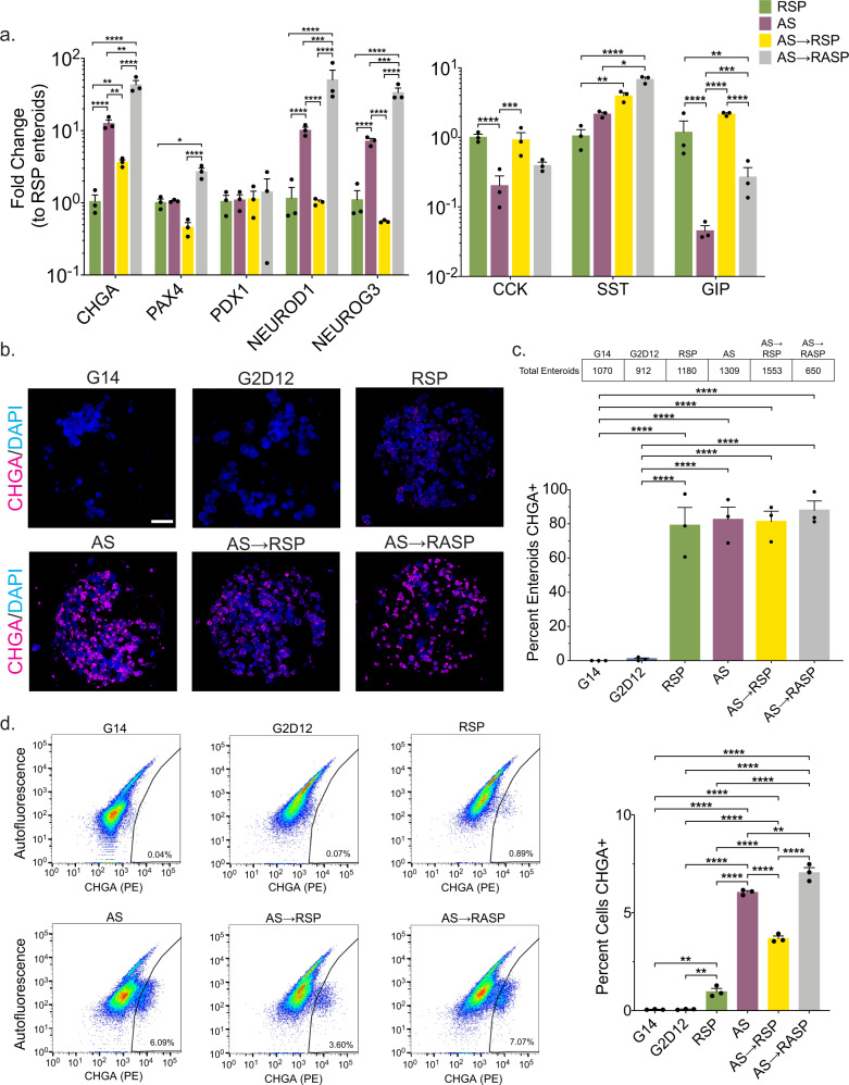 Combinations of AS1842856 and rimonabant/SP600125 induce different levels of enteroendocrine marker expression.a qPCR analysis of enteroendocrine markers of enteroids grown in AS, AS for 6 days, followed by RSP only for 6 days (AS→RSP) and AS for 6 days, followed by AS and RSP for 6 days (AS→RASP) compared to enteroids grown in RSP and normalized to 18S. Representative experiment showing n = 3 wells from each condition from a single enteroid line. CHGA = chromogranin A, PAX4 = paired box 4, PDX1 = pancreatic and duodenal homeobox 1, NEUROD1 = neuronal differentiation 1, NEUROG3 = neurogenin 3, CCK = cholecystokinin, SST = somatostatin, GIP = glucose-dependent insulinotropic peptide. *p = 0.0424 (PAX4), 0.0123 (SST); **p = 0.039 (CHGA, RSP to AS→RSP), 0.0059 (CHGA, AS to AS→RSP), 0.0064 (CHGA, AS to AS→RASP), 0.0019 (SST), 0.0010 (GIP); ***p = 0.0006 (NEUROD1), 0.0004 (NEUROG3), 0.0003 (CCK), 0.0001 (GIP); ****p < 0.0001. b Representative immunofluorescence staining of CHGA (magenta) in enteroids (whole well) treated with G14, G2D12, RSP, AS, AS→RSP, and AS→RASP. DNA (4′,6-diamidino-2-phenylindole (DAPI), blue). Scale bar = 1 mm. c Percentage of enteroids with positive CHGA staining in G14, G2D12, AS, RSP, AS→RSP, and AS→RASP treatments. Table above graph shows the total number of enteroids examined per condition. Average results are from three separate experiments from three different enteroid lines or passages. ****p < 0.0001. d Left six panels: Representative flow cytometry plots of CHGA + cells from enteroids grown in G14, G2D12, RSP, AS, AS→RSP, and AS→RASP. Right panel: Percentage of CHGA + cells per well. Representative experiment showing n = 3 wells from each condition from a single enteroid line. **p = 0.0041 (G14 to RSP), 0.0045 (G2D12 to RSP), 0.0020 (AS to AS→RASP); ****p < 0.0001. Bars show mean ± SEM; two-way ANOVA with Tukey correction for multiple comparisons (a); one-way ANOVA with Tukey correction for multiple comparisons (c, d). Each experiment repeated with at least three different enteroid lines. Source data are provided as a Source Data file.