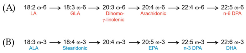 (A) Metabolic pathway of ω-6 fatty acids and (B) metabolic pathway of ω-3 fatty acids [9].