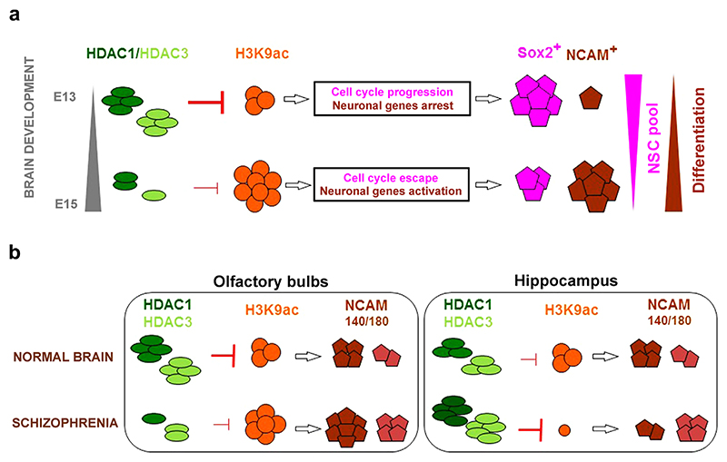 The regulation of the acetylome during embryonic brain development and in schizophrenia: a hypothetical model.(a) At E13, both HDAC1 and HDAC3 were highly expressed in the populations of NSCs in the brain, where they blocked the acetylation of histones at the promoters of transcription factors that are associated with neuronal and oligodendrocyte differentiation (Castelo-Branco et al., 2014; MacDonald & Roskams, 2008). Active HDAC1 and HDAC3 also maintain the proliferation and the non-differentiated status of the NSCs (Jiang & Hsieh, 2014; Lagger et al., 2002). The observation that the Sox2 levels were high demonstrated that the E13 brains were rich in NSCs. At E15, the low levels of both HDAC1 and HDAC3 resulted in an increase in H3K9 acetylation and the presence of loose chromatin at pro-neuronal genes. These changes were accompanied by an increase in the population of young neurons in the brain that were positive for NCAM whereas the Sox2-rich population of NSCs gradually disappeared. (b) In the olfactory bulbs of the schizophrenic brains, the HDAC1 and HDAC3 levels were low, but the levels of H3K9 acetylation and both NCAM isoforms were pathologically increased. In contrast, the hippocampi of the schizophrenia-like animals showed increased levels of HDAC1 and HDAC3, the absence of detectable H3K9 acetylation and an increase in the NCAM-180 isoform