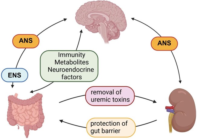 Interactions of gut-derived factors, kidney function and brain functions. ENS, enteric nerve system; ANS, autonomous nerve system.