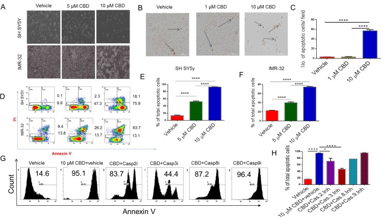Treatment with CBD induces apoptosis in neuroblastoma cell linesSH SY5Y and IMR-32 neuroblastoma cell lines were treated with vehicle or CBD in serum-free medium for 24 hours. (A) Bright field image showing that CBD induces significant morphological damage in neuroblastoma cells in a dose-dependent manner. (B) Tunnel assay for SH SY5Y after treatment with either vehicle or CBD (1 or 10 µM). The arrows are pointing to the nuclei of the dead cells which are stained dark brown with HRP-labeled streptavidin. (C) Bar diagram shows the number of apoptotic cells per field in B. (D) Flow cytometry analysis of SH SY5Y and IMR-32 cell lines after 24 hours treatment with either vehicle or CBD (5 or 10 µM). Cells in early apoptosis stain with Annexin-V only while those in late apoptosis are double-stained with Annexin-V and PI. Panels (E) and (F) show the statistical analysis of data from multiple experiments for SH SY5Y and IMR-32 cell lines, respectively as detailed in panel D. (G) Representative experiment in which SH SY5Y cells were treated with vehicle or 10 µM CBD+vehicle or CBD+caspase inhibitors and cells analyzed for apoptosis using Annexin V staining. (H) Data from panel G in multiple experiments plotted as Mean ± SEM. All experiments were repeated three times. Significance (p < 0.05) for all experiments was calculated using one-way ANOVA and post-hoc Tukey’s test.