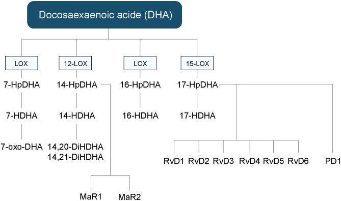 Hydroxy fatty acids, and other lipid mediators’ biosynthetic pathways derived from DHA. DHA, docosahexaenoic acid; HDHA, hydroxy-docosahexaenoic acid; HpDHA, hydroxy-peroxy-docosahexaenoic acid; MaR, maresin; oxo-DHA, oxo-octadecatrienoic; PD, protectin; Rv, resolvin.