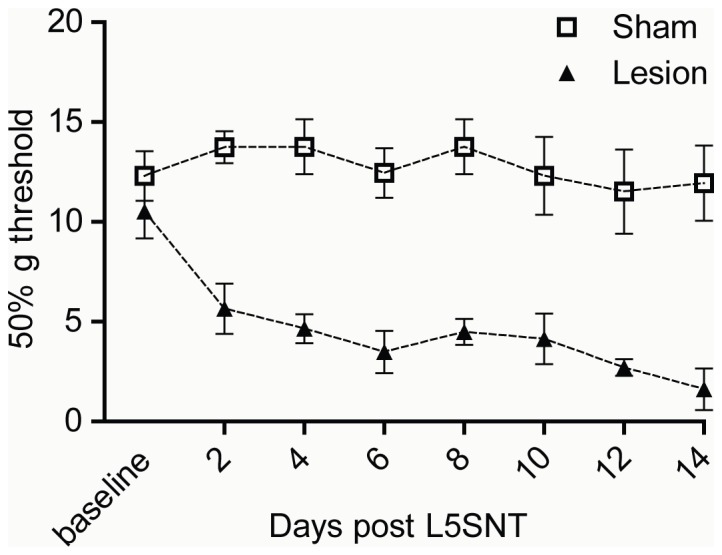 Lesioned animals experience mechanical allodynia.Mechanical response threshold to Von Frey fibers was measured before and after surgery in sham and L5SNT lesioned animals. Response threshold value was calculated as described in “Methods”. Data represent Mean ± SEM (n = 12 animals/group).