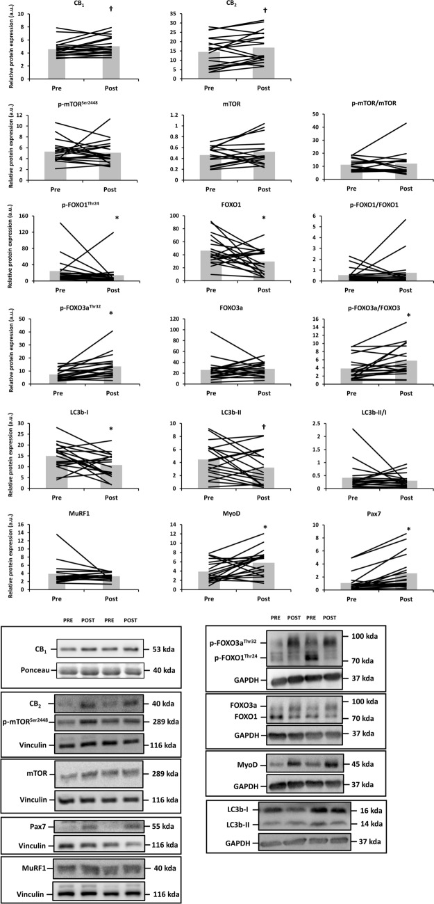 Differences in the protein expression of cannabinoid receptor 1 (CB1), CB2, phospho and total mammalian target of rapamycin (mTOR) at Ser2448, phospho and total forkhead box O (FOXO)1/3a at Thr24/32, microtubule-associated protein 1A/1B-light chain 3 (LC3b), muscle RING finger-1 (MuRF1), MyoD and Pax7 before (Pre) and after (Post) resistance exercise in old adults (n = 19). Protein targets were normalized to glyceraldehyde 3-phosphate dehydrogenase (GAPDH), vinculin or the total protein form. Data are shown as mean (bar graph in grey) with individual data points (black lines superimposed on the bar graphs). *p < 0.05 and †p = 0.05–0.10 for Paired-Samples t Test or Wilcoxon signed-rank test. Raw western blot data of all replicates are displayed in Supplementary Figure 4. Ponceau red staining of the presented western blots are included in Supplementary Figure 5.