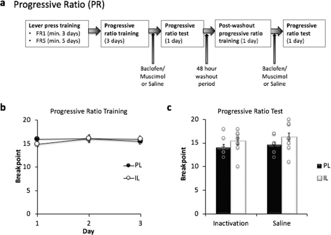 Progressive Ratio (PR) task. (a) Overview of the task procedures. Following magazine and lever press training, animals underwent 3 days of PR training before receiving bilateral infusions of either saline or GABAR agonists and PR training (Progressive Ratio Test). After a 48 hr washout period, animals were once again trained on the PR task, before receiving bilateral infusions of GABAR agonists or saline (respectively) and a final PR training session (PL n = 9, IL n = 9). (b) All rats demonstrated stable performance during the Progressive Ratio acquisition training. Mean breakpoints ± SEM are plotted in panels b-c for both cannulation groups when subjected to each treatment condition (drug and saline) in a within-subjects experimental design. (c) Effect of PL and IL inactivation on progressive ratio (PR) performance. There was no significant effect on PR performance following inactivation of either region indicating that neither PL nor IL inactivation has any effect on motivational states.