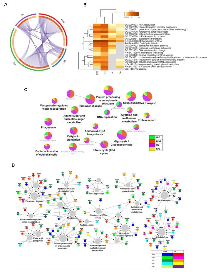 (A) Chord diagram. (B) Heatmap of enriched pathways (Metascape). (C) Network of pathways affected by cannabidiol (CBD), benztropine (BENZ), clozapine (CLZ), and haloperidol (HAL) treatments, according to proteomic analysis, showing the percentage of visible genes of each term or pathway. (D) Network of pathways and proteins affected by cannabidiol, benztropine, clozapine, and haloperidol treatments, and cuprizone (CPZ) insult, according to proteomic analysis, showing hub genes that are shared in the enriched KEGG pathways. The gene ontology interaction network was obtained by functional enrichment analysis using the ClueGO plug-in in Cytoscape. All terms were selected by significance (p < 0.05) following a Benjamini-Hochberg correction.