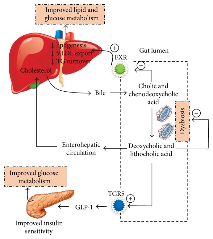 Modulation of bile acid circulation by gut microbiota and its effect on glucose metabolism. Concept adapted from [6–8]. TGR5: G protein coupled receptor 5, VLDL: very low density lipoprotein, TG: triglycerides, GLP-1: glucagon like peptide-1, and FXR: farnesoid x receptor.