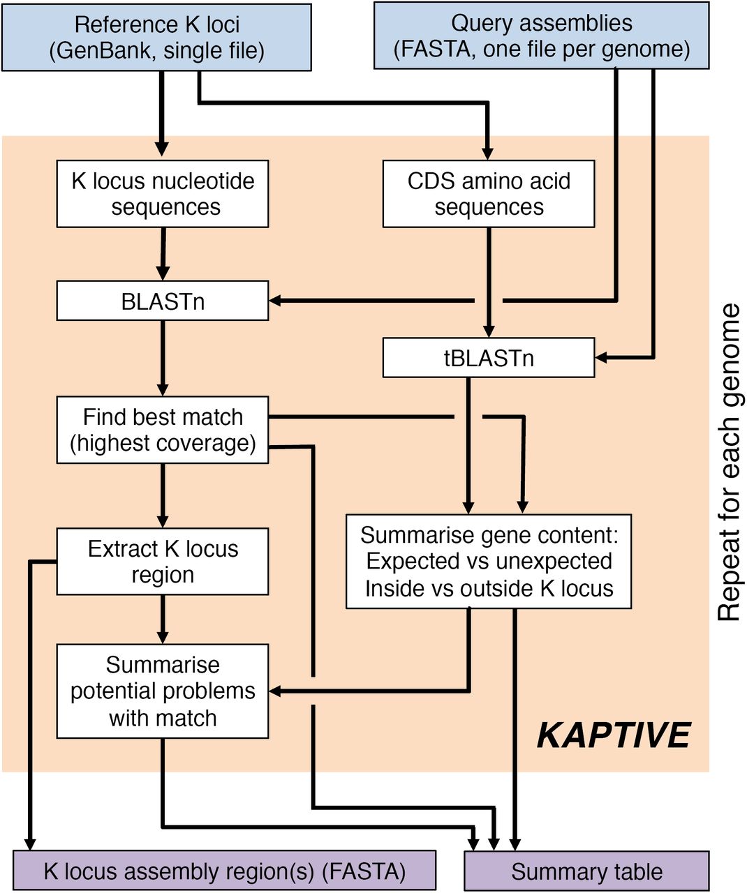 Summary of the Kaptive analysis procedureKaptive takes as input a set of annotated reference K loci in GenBank format and one or more genome assemblies, each as a single FASTA file of contigs. Kaptive performs a series of BLAST searches to identify the best-match K locus in the query genome and assess the presence of genes annotated in the best-match locus (expected genes) and those annotated in other loci (unexpected genes) both within and outside the putative K locus region of the query assembly. The output is a FASTA file containing the nucleotide sequence(s) of the K locus region(s) for each query assembly and a table summarising the best-match locus, gene content and potential problems with the match (e.g. the assembly K locus region is fragmented, expected genes are missing from the K locus region or at low identity, or unexpected genes are present) for each query assembly. CDS = coding sequence.