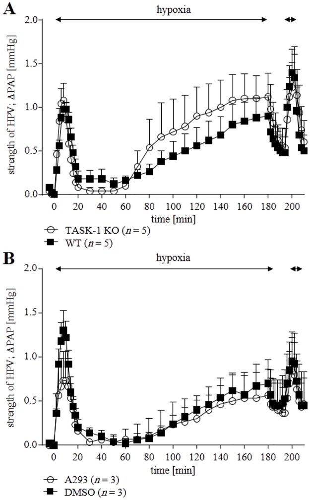 Hypoxia-induced changes in Pulmonary Arterial Pressure (ΔPAP) of isolated, perfused, and ventilated lungs of WT and TASK-1 KO mice.ΔPAP was referenced to the onset of 180 min of hypoxic ventilation period (time set at 0). Normoxic PAP and its increase during hypoxic ventilation were neither different between KO and in WT mice (A) nor when comparing WT mice in the presence or absence of the TASK-1 inhibitor A293 (B). Data are presented as mean ± SEM. n refers to number of animals used. HPV: hypoxic pulmonary vasoconstriction.