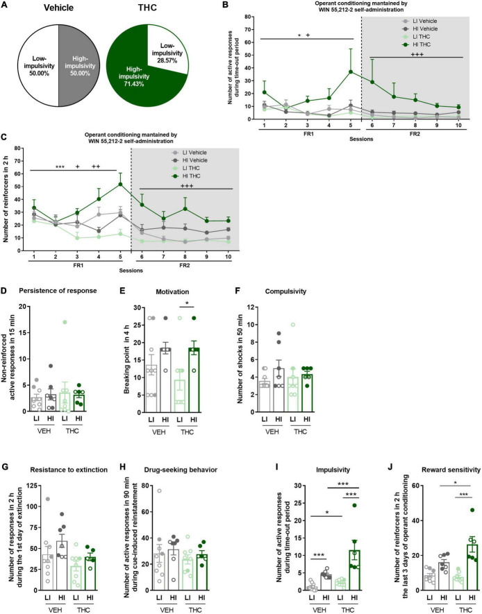 Characterization of low-impulsive (LI) and high-impulsive (HI) subgroups. (A) Percentage of mice categorized as LI and HI (Chi-square). (B) HI mice pre-treated with THC showed a higher number of responses during the time-out period under both FR1 and FR2 schedules compared to HI mice pre-treated with vehicle, as well as to LI mice (repeated measures ANOVA, *p < 0.05 session effect in FR1, +p < 0.05 treatment effect in FR1, +++p < 0.001 treatment effect in FR2). (C) HI mice pre-treated with THC showed higher acquisition of the operant conditioning under FR2 schedule compared to HI mice pre-treated with vehicle, as well as to LI mice (Repeated measures ANOVA, ***p < 0.001 session effect in FR1, ++p < 0.01 treatment × session effect in FR1, +p < 0.05 treatment effect in FR1; +++p < 0.001 treatment effect in FR2). (D–F) Behavioral tests of the three addiction-like criteria when separated between LI and HI (mean ± SEM, U Mann–Whitney, *p < 0.05). (G–J) Behavioral tests of the (G,H) two parameters related to craving (Student t-test or U Mann–Whitney) and (I,J) the two phenotypic vulnerability traits when separated between LI and HI (mean ± SEM, impulsivity: Student t-test or U Mann–Whitney, reward sensitivity: two-way ANOVA with Tukey’s multiple comparisons test, *p < 0.05, ***p < 0.001) (nVehicle = 16, nTHC = 14; statistical details are included in Supplementary Table 3).