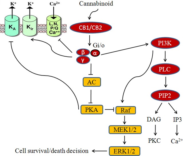 Cannabinoid mediated signaling in cancer cellsCannabinoids activate CB1 or CB2 receptor which in turn modulates diverse signaling targets.