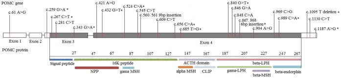 Schematic genomic structure of POMC and locations of identified variants.Asterisk “*” indicates that the variant was newly identified.