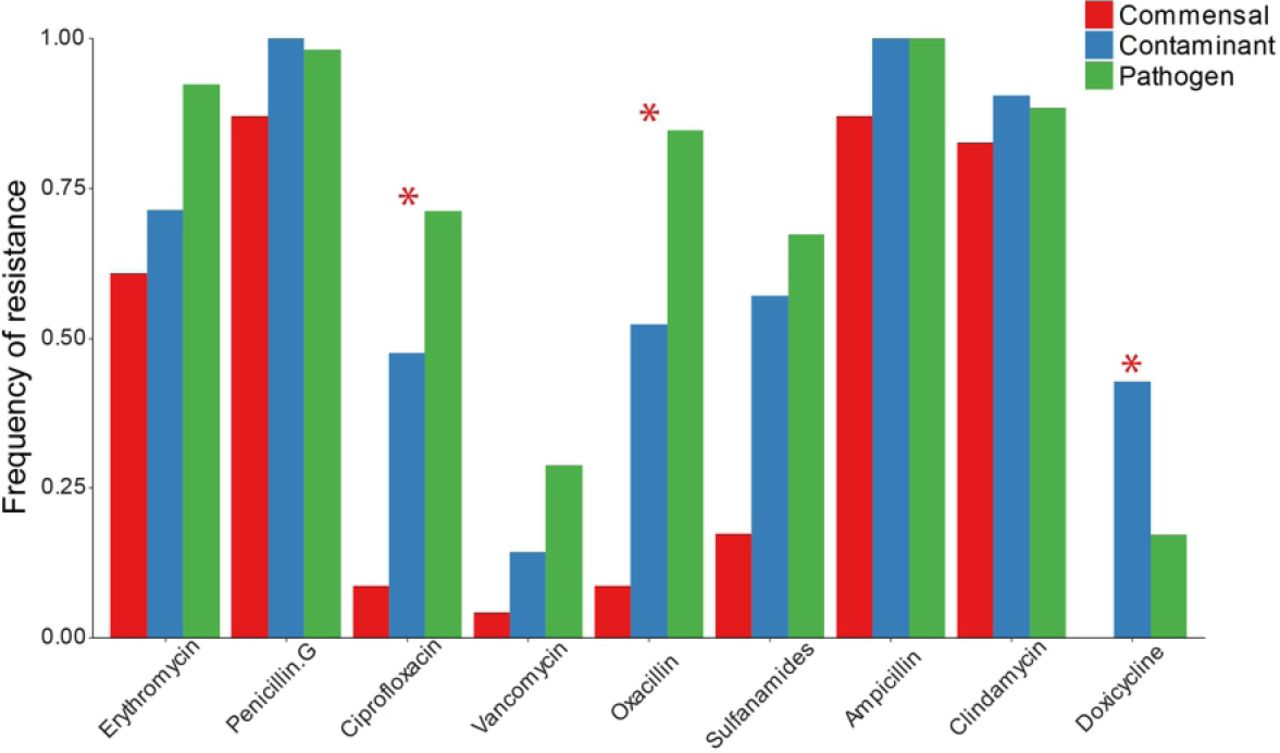 Frequency of Antibiotic resistance among commensal (n=23), contaminant (n=21), and pathogenic (n=54) S. epidermidis clinical isolates. * Indicates χ2 p<0.05 with Bonferroni correction for multiple comparisons.