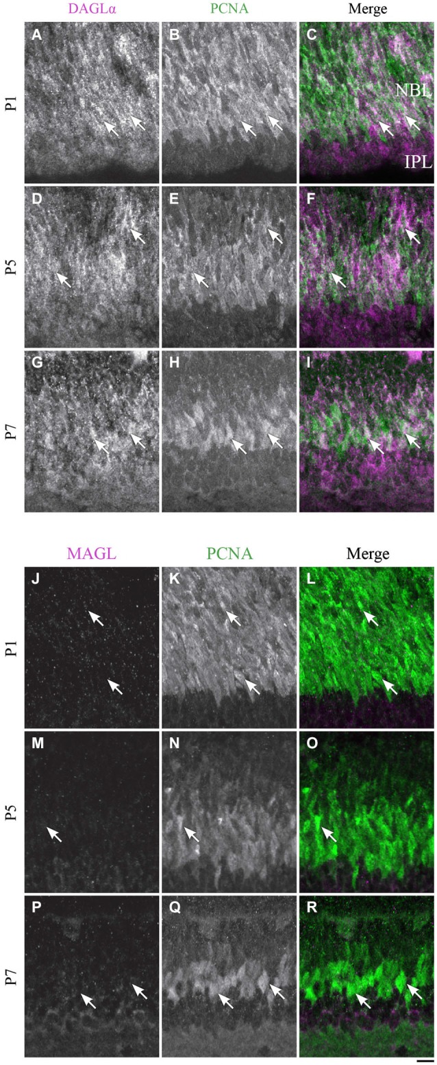 DAGLα and MAGL immunoreactivity in progenitor cells. (A–R) confocal micrographs of P1, P5 and P7 rat retinas co-immunolabeled for DAGLα (A–I) or MAGL (J–R) and the cell-type specific marker for the progenitor cells, PCNA. DAGLα is localized in the cell bodies (arrows) of progenitor cells from P1 to P7, while MAGL is not detectable in them. NBL, neuroblast layer; IPL, inner plexiform layer. Scale bar = 10 µm.
