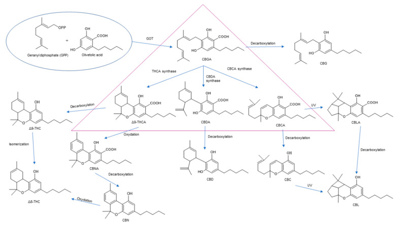 Biosynthesis pathways of selected cannabinoids [13,17,33,39].
