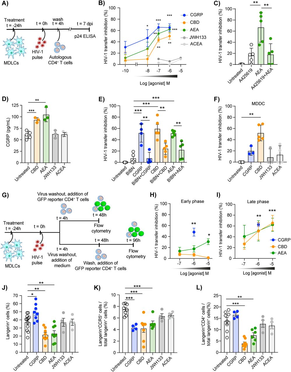 CBD and AEA inhibit HIV-1 R5 transfer from human LCs and DCs to CD4+ T-cells.(A) Graphical representation of the assay evaluating HIV-1 transfer from MDLCs to autologous CD4+ T-cells, cumulating the early and late phases of transfer. (B) MDLCs were left untreated or pre-treated for 24h with the indicated molar concentrations of CBD, AEA, ACEA, JWH133 or CGRP, pulsed with HIV-1 R5 ADA for 4h, and washed. Cells were then co-cultured with autologous CD4+ T-cells, and the supernatants were evaluated 7 days post infection (dpi) for p24 content by ELISA. Graph shows mean±SD (n=3-9) percentages of HIV-1 transfer inhibition, calculated against untreated cells serving as set point. (C) MDLCs were left untreated or pre-treated for 24h with AEA (10-6M), in the absence or presence of the TRPV1 antagonist A425619 (10-6M) added 15min before AEA. HIV-1 transfer was then evaluated as above, and graph shows mean±SD percentages of HIV-1 transfer inhibition. (D) MDLCs were left untreated or pre-treated for 24h with agonists (10-5M). The cells were then washed, cultured in fresh medium for additional 48h, and secretion of CGRP into the culture supernatants was evaluated using a competitive CGRP EIA. Graph shows mean±SD levels of pg/ml secreted CGRP. (E) MDLCs were pre-treated for 24h with CBD, AEA or CGRP (10-6M), in the absence or presence of the CGRP receptor antagonist BIBN (10-6M) added 15min before agonists. HIV-1 transfer was then evaluated and is presented as above. (F) MDDCs were pre-treated for 24h with CBD, ACEA, JWH133 (10-5M) or CGRP (10-6M), and HIV-1 transfer was then evaluated and is presented as above. (G) Graphical representation of the assay evaluating temporally the early and late phases of HIV-1 transfer from MDLCs to GFP-reporter T-cells. (H, I) MDLCs were left untreated or pre-treated for 24h with the indicated molar concentrations of CBD, AEA or CGRP, pulsed with HIV-1 R5 ADA for 4h, and washed. Cells were then co-cultured with CD4highCCR5high GFP-reporter T-cells, added immediately after pulse (H) or 48h later (I), followed by flow cytometry 48h later. Graph show mean±SD (n=3-8) percentages of HIV-1 transfer inhibition, calculated against untreated cells serving as set point. (J-L) MDLCs were left untreated or pre-treated for 24h with agonists (10-5M) or CGRP (10-6M), followed by flow cytometry. Graphs show mean±SD percentages of positive cells expressing langerin (J), or proportions (out of langerin+ cells) of cells expressing CCR5 (K) or CD4 (L). In all graphs, dots denote different experiments using cells prepared from different human donors; *p<0.05, **p<0.005 and ***p<0.0005, Student’s t-test.