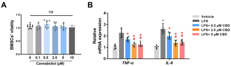 CBD inhibits LPS-induced inflammatory response. (A) BMSCs’ viability was tested by CCK-8 assay after incubating with different concentrations of CBD for 72 hrs (n=8). (B) BMSCs were pretreated with LPS (10 μg/ml) for 12 hrs, and added different concentrations of CBD (0.5, 2.5, 5 μM) for 12 hrs. Then, BMSCs were harvested for detecting the mRNA expression levels of TNF-α and IL-6. β-actin was used as the internal control (n=5). CBD: cannabidiol, LPS: lipopolysaccharide, BMSCs: bone mesenchymal stem cells, CCK-8: cell counting kit-8, TNF-α: tumor necrosis factor-α, IL-6: interleukin-6, ns: no statistical significance. Data are presented as means±SD. *p<0.05 compared with the LPS group; #p<0.05 compared with the LPS plus 0.5 μM CBD group.