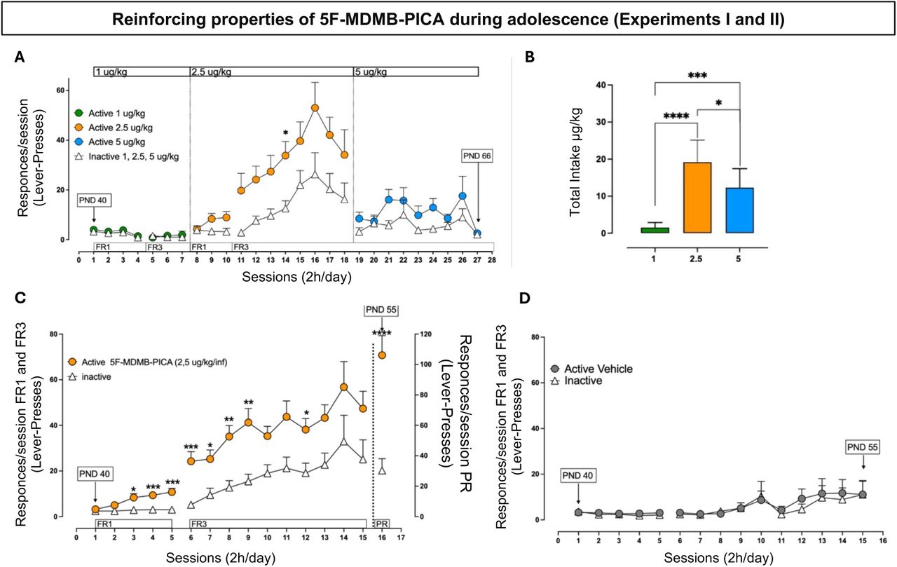 Reinforcing properties of 5F-MDMB-PICA during adolescence (Experiments I and II)(A) 5F-MDMB-PICA dose-response curve in the IVSA experimental paradigm. Results are expressed as mean ± SEM of the numbers of active (circles) and inactive (triangles) lever presses exhibited during each 2 h daily session under FR1 and FR3 reinforcement schedules at different 5F-MDMB-PICA doses 1 (active lever in green), 2.5 (active lever in orange), 5 (active lever in blue) μg/kg/inf. Two-way RM ANOVA or REML analysis (response × session) of the active vs inactive lever pressed performed at the dose of 1, 2.5 and 5 μg/kg/inf under FR-1 and FR-3 schedules revealed significant effects of session as follows: FR-1 at the dose of 1 μg/kg/inf (F(2.062, 41.23) = 5.368, p < 0.01, η² ≈ 0.212) (Two-way RM ANOVA); FR-3 at the dose of 5 μg/kg/inf (F(2.787, 53.65) = 3.002, p = 0.0418, η²p ≈ 0.135) (REML); FR-3 at the dose of 2.5 μg/kg/inf (F (4.068, 79.04) = 5.851”, p = 0,0003, η2p ≈ 0.232) (REML); and response as follows: FR-3 at the dose of 2.5 μg/kg/inf (F (1, 20) = 12.68, p = 0,0020, η2p ≈ 0.388) (REML). Sidak’s post hoc test of response and session main effect showed a significant difference between active and inactive lever presses at the dose of 2.5 μg/kg/inf in the 14th session (p < 0,05, t = 3.313, d ≈ 3.31); solid symbols: *p<0.05, vs inactive lever presses. N = 11.(B) Total intake during 5F-MDMB-PICA IVSA dose–response curve. Data are expressed as μg/kg of 5F-MDMB-PICA self-administered during each 2 h daily session. Each bar represents the mean ± SEM of the drug self-administered at each dose. Ordinary one-way ANOVA analysis revealed a significant effect of 5F-MDMB-PICA dose (F (2, 26) = 28.54, P<0.0001). Tukey’s multiple comparisons post hoc test of 5F-MDMB-PICA dose showed higher 5F-MDMB-PICA intake at the dose of 2.5 μg/kg/inf as compared to the doses of 1 (p < 0.0001), and 5.0 (p < 0.05) μg/kg/ inf. Solid symbols: *p<0.05, ***p<0.001, **** p< 0.0001 vs all the other groups. N= 11.(C) Response rates in different reinforcement IVSA schedules (FR1-FR3-PR). Results are expressed as mean ± SEM of the numbers of active (orange circles) and inactive (white triangles) lever presses exhibited during each 2h daily session under FR1, FR3 or PR reinforcement schedules during 5F-MDMB-PICA (2.5 µg/kg/inf) IVSA. Under FR1 schedule, two-way RM ANOVA analysis (response × session) revealed a significant main effect of session (F (2.742, 202.9) = 10.04, p < 0.0001, η2 = 0.049), response (F (1, 74) = 17.75, p < 0.0001, η2 = 0.108), and of response × session interaction (F (4, 296) = 6.803, p < 0.0001, η2 = 0.033) were observed. Sidak’s post hoc test revealed significant differences between active and inactive lever presses in the 3th (p < 0.05, t = 2,898, d ≈ 0.47), 4th (p < 0.001, t = 4,114, d ≈ 0.67) and 5th (p < 0.0001, t = 4,692, d ≈ 0.76) sessions. Under FR3 schedule, Mixed-effects model (REML) analysis (response × session) showed a main effect of response (F (1, 74) = 16.52, p = 0.0001, η² ≈ 0.53), and session (F (2.791, 191.1) = 8.095, p < 0.000, η² ≈ 0.41). Sidak’s post hoc test of response revealed significant differences between active and inactive lever presses in the 6th (p < 0.001, t = 4,340, d ≈ 0.70), 7th (p < 0.05, t = 3,185, d ≈ 0.52), 8th (p < 0.005, t = 3,895, d ≈ 0.63), 9th (p < 0.005, t = 3,733, d ≈ 0.61) and 12th (p < 0.05, t = 2,936, d ≈ 0.48) sessions. Unpaired t-test revealed significant differences between active and inactive lever presses during PR schedule (p < 0.0001, t = 5.033, df = 18). Solid symbols: *p<0.05, ** p< 0.01, *** p< 0.001, **** p< 0.0001 vs inactive lever presses; FR1 and FR3 N= 38, PR N= 10.(D) Number of responses on the active lever (circles) that resulted in Vehicle infusion (25 μl/inf) and on the inactive lever (triangles) during each 2h daily session under FR1, FR3 reinforcement schedules. Results are expressed as mean ± SEM; N= 25.