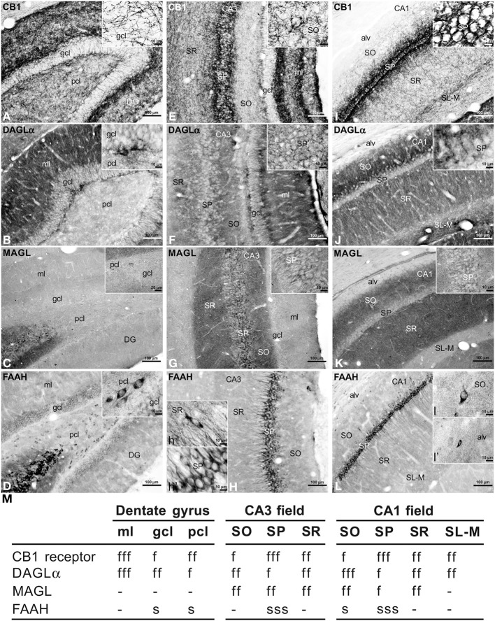 Immunohistochemical expression of CB1 (A,E,I), DAGLα (B,F,J), MAGL (C,G,K), FAAH (D,H,L) in the rat dentate gyrus (A–D), CA3 (E–H), and CA1 (I–L). Results are summarized in a rating gray-scale of the immunoreactivity in somata and fibers of each layer and stratum of the hippocampus (M). Three labeling intensities are represented from “f/s” meaning “low” fiber and/or somata (above the background density) to “fff/sss” meaning “high” fiber and/or somata (according to the highest signal density in the specimen) or without immunoreactivity (–). Scale bars are indicated in each image. Abbreviations: alv, alveus; DG, dentate gyrus; gcl, granular cell layer; ml, molecular layer; pcl, polymorphic cell layer (hilus); SL, stratum lucidum; SL-M, stratum lacunosum-moleculare; SO, stratum oriens; SP, stratum pyramidale; SR, stratum radiatum.
