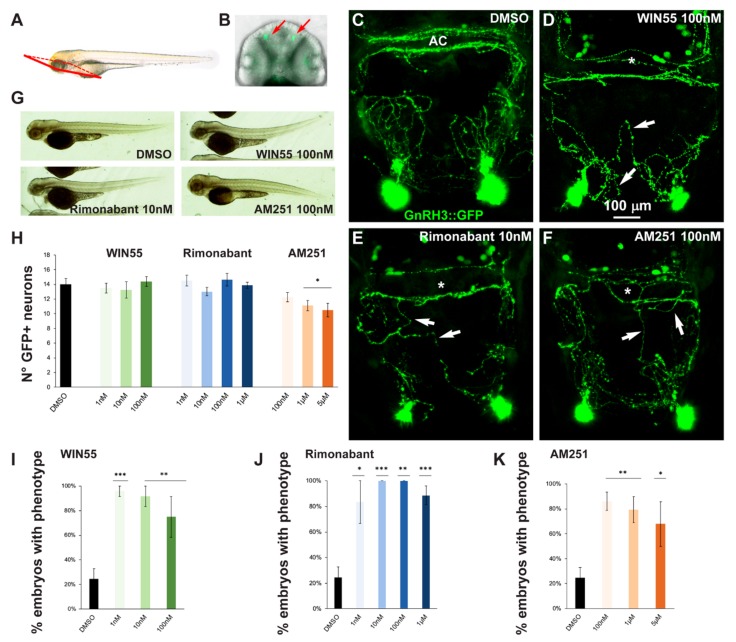 Pharmacological manipulation of CB1R on GnRH3 neurons in zebrafish embryos. (A) Scheme showing the observation plane used for the micrographs in (C–F). (B) Low magnification of the head piece of gnrh3::EGFP embryos, viewed in combined fluorescence and bright field illumination. Red arrows indicate the EGFP+ cells associated to the terminal nerve. (C–F) Representative images of EGFP+ neurons and their projections present in the nasal and basal forebrain regions of embryos at 72 hpf, treated either with DMSO only (negative control; C), with WIN55 (D), Rimonabant (E) or AM251 (F), at the indicated doses. Scale bar is reported in D. White arrows indicate misguided EGFP+ projections, and white asterisks indicate altered organization of EGFP+ fibers at the anterior commissure. (G) Bright-field low magnification images of whole embryos treated with DMSO only, WIN55, Rimonabant or AM251, showing a normal general morphology and growth. (H) Quantification of the number of EGFP+ neurons in the nasal region of fish embryos treated with DMSO only (black bar), or with WIN55, Rimonabant or AM251 at the indicated doses. The color code is the same as in Figure 1. No significant difference in the number of EGFP+ neurons was observed following these treatments. (I–K) Quantification of the misguidance and altered commissural phenotypes, expressed as % of the number of embryos presenting the phenotype, upon treatment with WIN55 (I), Rimonabant (J) or AM251 (K). Color code as in Figure 1. Data are expressed as means ± SEM from three independent experiments. * = p < 0.05; ** = p < 0.01; *** = p < 0.001. AC, anterior commissure.