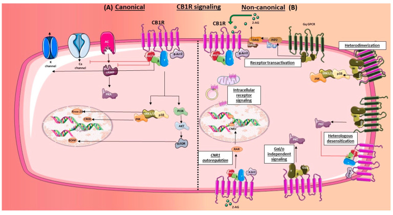 Canonical and non-canonical signaling of CB1R. (A) Canonically, CB1R activation results in coupling of pertussis toxin (PTX)-sensitive G-protein (Gαi/o), and the activation of GIRK and inhibition of calcium channels. CB1Rs also activate MAPKs, such as ERK1/2 and JNK, which result in the subsequent induction of Krox-24 and CREB respectively. In addition, CB1R stimulation also leads to the downstream activation of PI3K/AKT/mTOR pathway, which further results in the transcription of BDNF. (B) The CB1R is also involved in non-canonical signaling. Gαq/11 GPCR-mediated-mobilization of endocannabinoids, and subsequent activation of the CB1R in an autocrine or paracrine fashion (Receptor transactivation). The CB1R has also been shown to dimerize with other GPCRs resulting in a change in CB1R-mediated signaling, such as changes in MAPK activation patterns (Heterodimerization). Additionally, GPCRs that activate PKC, such as Gαq/11 GPCRs, have also been shown to phosphorylate CB1R and potentially dampen its activity in certain cell types (heterologous desensitization). Certain cannabinoids have been shown to couple to Gαq/11 and Gα(s) proteins, and effectively activate calcium channels (Gαi/o independent signaling). In addition to being membrane-bound, functional CB1R has also been reported to localize intracellularly, such as the nucleus and the mitochondria, where they are capable of signaling (intracellular signaling). Finally, cannabinoids have been shown to trigger an induction of CNR1 by the activation of CB1R in various cell types (autoinduction). (AC: adenylyl cyclase; cAMP: cyclic adenosine monophosphate; PKA: protein kinase A; β-Arr2: Beta-arrestin-2; ERK1/2: extracellular signal-regulated kinases; JNK: c-Jun N-terminal kinases; PI3K: phosphoinositide 3-kinases; AKT: protein kinase B; mTOR: mammalian target of rapamycin; PIP2: phosphatidylinositol 4,5-bisphosphate; PLC-β: phospholipase C beta; DAG: diacylglycerol; DAGL: diacylglycerol lipase; 2-AG: 2-arachidonoylglycerol; RAR: retinoic acid receptor; CNR1: cannabinoid receptor 1 gene).