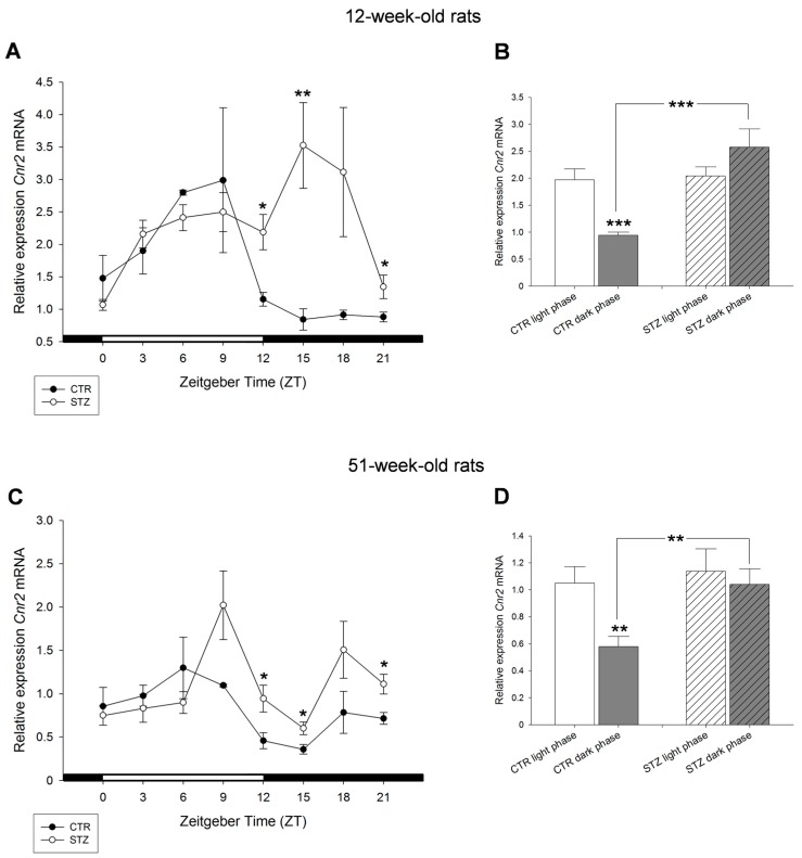 Effects of streptozotocin on the diurnal expression of cannabinoid receptor Cnr2 mRNA in the liver of: 12-week-old rats (A,B); and 51-week-old rats (C,D). (A,C) Streptozotocin treated Wistar rats (STZ) compared to control Wistar rats (CTR). (B,D) Values of light phase as well as those of dark phase are summarized for Cnr2 mRNA of control Wistar rats (CTR) and streptozotocin treated rats (STZ) showing increased expression of Cnr2 mRNA in STZ rats during dark period compared to control. Values are means (±S.E.M.), as analyzed by Mann–Whitney test. * p < 0.05, ** p < 0.01, *** p < 0.001.