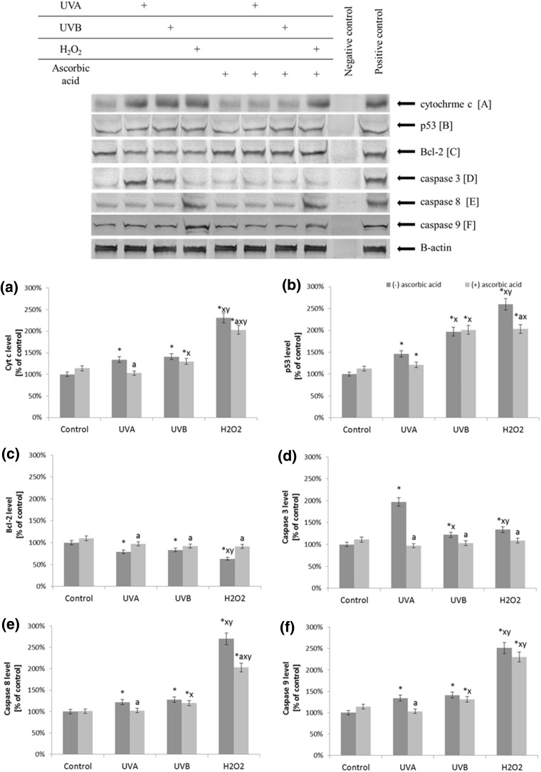 The level of pro- and anti-apoptotic proteins [cytochrome c (a), p53 (b), Bcl-2 (c)], and executive caspases [3, 8, and 9 (d–f)] in fibroblasts after exposure to UVA (20 J/cm2), UVB radiation (200 mJ/cm2), H2O2 (200 µM), and ascorbic acid (100 µM) expressed as a percentage of the value of the control cells. Mean values ± SD of three independent experiments are presented. Asterisk statistically significant differences vs. control group, p < 0.05; a statistically significant differences vs. group without ascorbic acid, p < 0.05; x statistically significant differences vs. UVA group, p < 0.05; y statistically significant differences vs. UVB group, p < 0.05