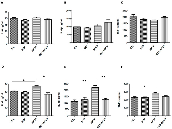 Protein levels of inflammatory cytokines in the nigrostriatal system. Graphsshowing the mean ± SEM of three individual experiments of the protein levels of IL-6, IL-1β, andTNF-α in the striatum (A–C) and the substantia nigra (D–F) determined using the indirect ELISA method. IL-6: * p < 0.05, CTL vs. MPTP treatment. * p < 0.05, MPTP treatment vs. BCP + MPTP treatment. IL-1β: ** p < 0.01, CTL vs. MPTP treatment. ** p < 0.01, MPTP treatment vs. BCP + MPTP treatment. TNF-α: * p < 0.05, CTL vs. MPTP treatment.