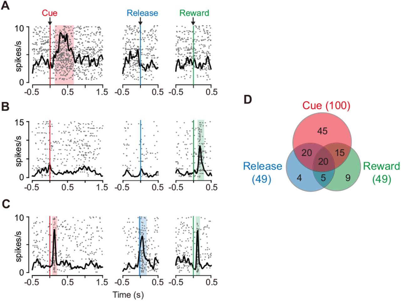 Task-related responses of dCDh neurons.(A) Example of a neuron that responded exclusively to cue. Rasters and spike density histograms for all trials are aligned at the cue signal (left), bar release (middle) and reward delivery (right). Rasters are shown in order of occurrence of trials from bottom to top. Shaded areas are time windows when discharge probability is significantly higher than baseline (p < 0.05, χ2 test). (B) Example of a neuron that responded exclusively to reward delivery. (C) Example of a neuron that responded to cue, bar release and reward delivery. (D) Distribution of neurons that responded in three task phases shown in Venn diagram. Numbers in parentheses represent numbers of neurons showing significant response to each event. The proportions of responded neurons in each monkey are as follows: Cue, 88%, 88%, and 83%; Release, 37%, 42%, and 46%; Reward, 41%, 50%, 38%; for monkeys BI, FG, and ST, respectively.