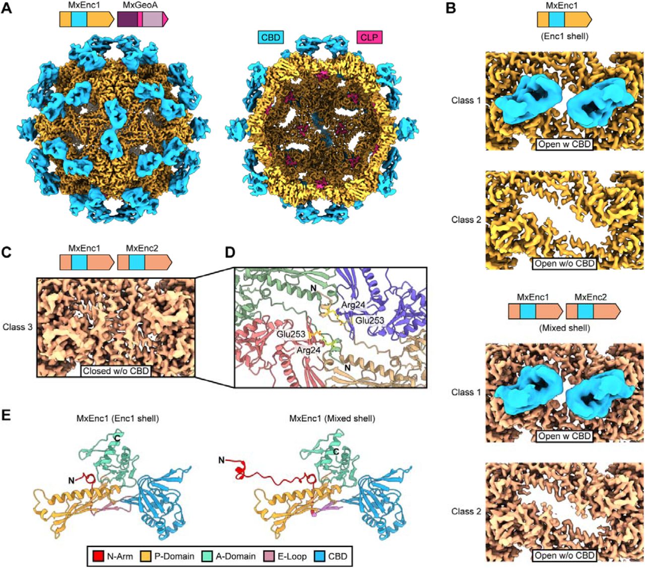 Cryo-EM analysis of GeoA-loaded MxEnc shells. (A) Cryo-EM map of the GeoA-loaded MxEnc1 shell viewed from the exterior (left). Cut-away view of the GeoA-loaded shell (left). Density oft he HK97-like fold is shown in yellow and the external CBDs are highlighted in blue. Cargo CLPs at the internal three-fold axes of symmetry are shown in pink. (B) Zoomed view of the exterior two-fold axis of symmetry in the MxEnc1 shell (top) and MxEnc1Enc2 shell (bottom). Open pores were observed in both shells with CBDs (blue) sitting above the pores at the exterior of the shell. (C) Zoomed view of a third class of two-fold conformation observed in MxEnc1Enc2 shells, where the pore is closed and CBDs are not resolved. (D) Zoomed view of the protomeric N-arms at the closed two-fold pore in MxEnc1Enc2 shells. The N-arms adopt anti-parallel conformations allowing Arg24 and Glu253 to form hydrogen bonding interactions, completely occluding the normally wide open two-fold pore. (E) Structural model of the MxEnc1 protomer in Enc1 only and mixed shells. The characteristic HK97-like domain elements and CBD are highlighted. In MxEnc1Enc2 mixed shells, the N-arm of Enc1 forms a more structured conformation, allowing resolution of the full N-arm structure.