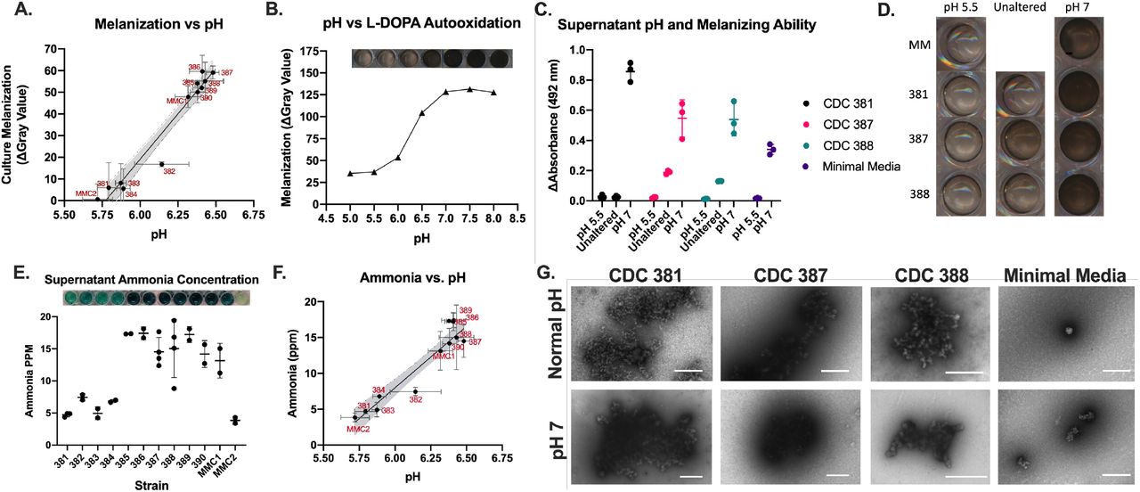Supernatant pH correlates to melanization ability.(A) The pH of the supernatant from the C. auris cultures corresponds to the ability of that strain to melanize, with two distinct clusters that correspond to melanizing versus non-melanizing strains. (B) The correlation between pH and melanization from the C. auris strains corresponds to a similar increase in autoxidation of L-DOPA in the same range of pH. (C) Reducing the pH of the supernatants to 5.5 abolished melanization ability in the CDC 387 and 388 strains, while raising the pH of the supernatants to 7 enhanced melanization in all the supernatants, including CDC 381. (D) Images of the L-DOPA oxidation in the supernatant following pH alteration. (E,F) C. auris strains that melanize are associated with increased ammonia concentration in the supernatant, with a concentration of approximately 16 ppm, whereas non-melanizing strains have ammonia concentrations between 8 and 5 ppm. (G) Aggregates from pH 7 melanized cell-free supernatant from CDC 387 and CDC 388 look similar to those produced in cultures (Figure 4F), whereas the pigment collected from the pH 7 minimal media looks more amorphous and lacks structure. The Scale Bar represents 500 nm. Error bars indicate standard deviation from the mean value.