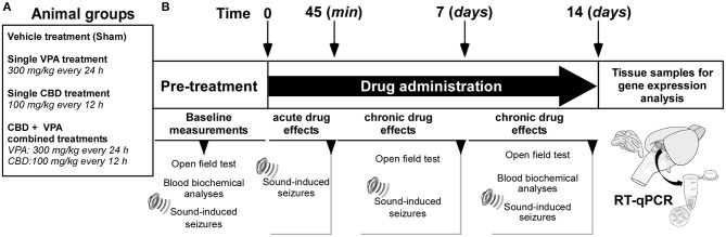 Experimental design and timeline. (A) Animal groups and drug treatments used in the study. (B) Experimental time schedules. Basal measurements were conducted prior to the initiation of the treatments. Acute effects of each drug treatment on sound-induced seizures were evaluated 45 min after the first intraperitoneal administration. Chronic effects of each drug treatment on sound-induced seizures were evaluated after 7 and 14 days of drug administration. Tissue samples for gene expression analyses in the inferior colliculus were obtained at the final time point.