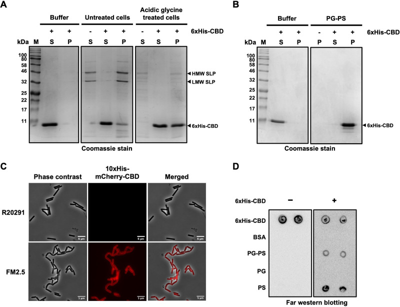The CBD of CD16/50L interacts with surface polysaccharide of C. difficile. (A) The CBD of CD16/50L binds to cells lacking the surface layer (S-layer) more effectively than the intact cells. Binding of the CBD to whole bacterial cells was investigated using a cell-based pulldown assay. Purified 6xHis-CBD was mixed with buffer, untreated C. difficile, or cells treated with acidic glycine buffer. After incubation and centrifugation, fractions of cell pellet (P) and supernatant (S) were separated in SDS-PAGE, followed by Coomassie blue stain. The high molecular weight (HMW), low molecular weight (LMW) subunits of surface-layer protein (SLP) and the purified 6xHis-CBD are indicated by arrowheads. (B) The CBD of CD16/50L binds to purified peptidoglycan and polysaccharide (PG-PS) complex. Analysis similar to Fig. 2A, but purified PG-PS complex was used. (C) The CD16/50L CBD localizes to the periphery of C. difficile cells deficient in functional S-layer. Affinity purified mCherry-fusion CBD was incubated with exponentially growing wild-type (R20291) or S-layer-deficient (FM2.5) C. difficile cells at 37°C for 30 min. Fluorescence microscopy shows the localization of CBD on the periphery of FM2.5 cells but not that of the R20291. The scale bar represents 5 μm. (D) The CBD of CD16/50L interacts with the secondary polysaccharide of C. difficile cell wall. Purified PG-PS complex, PG, and PS were spotted onto nitrocellulose membrane. Far Western blotting was performed by incubated the membrane with (right panel) or without (left panel) purified 6xHis-CBD in TBS-T containing 2% bovine serum albumin (BSA). Bound CBD was detected by anti-His antibodies followed by HRP-conjugated secondary antibodies and chemiluminescence detection. Spotted 6xHis-CBD and BSA serve as positive and negative controls of far Western blotting assay.