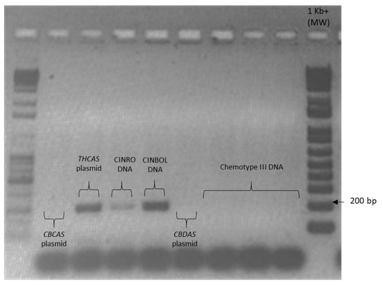 Specificity of primers for THCAS. The expected amplification band of 198 bp was obtained from pJET1.2 containing the THCAS and DNA of CINRO and CINBOL. Amplification was not obtained from pJET1.2 plasmid containing the CBCAS, and the CBDAS, and neither using DNA from hemp varieties as template.