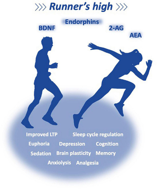 Exercise reverts some of the collateral effects of a sedentary lifestyle, and has the potential to improve metabolic, cardiovascular, and immune parameters, providing a better memory, cognition, and sleep cycle regulation, delaying brain aging and chronic and neurodegenerative pathologies. It is a common belief that most of the reward induced by acute or chronic exercises (reward, nociception, mood behavior, anxiety, and performance) are related to the release of endorphins and eCBs, which interact with multiple opioid (mu, kappa, and delta) and cannabinoid receptors; Irrefutable evidence demonstrate that the ECS is a major player in systemic energy metabolism, inflammation, appetite control, and pleasure (acute anxiolysis, analgesia, antidepressant effects, sedation, and euphoria) of the so-called runner’s high.