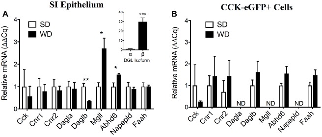 Expression of select components of the eCB system is dysregulated in the upper small intestine of DIO mice and partially conserved in CCK-eGFP+ cells. Expression of mRNA for cholecystokinin (Cck), cannabinoid receptor subtype 1 (Cnr1) and 2 (Cnr2), and other components of the eCB system in upper small-intestinal mucosal scrapings are not impacted by western diet (WD) exposure when compared to controls fed a standard diet (SD) (A). Expression of diacylglycerol lipase beta (Daglb) is decreased, and expression of the degradative enzymes monoacylglycerol lipase (Mgll) and alpha-beta hydrolyzing domain 6 (Abhd6) are increased in WD mice. Expression of mRNA for CCK or components of the eCB system were not significantly affected by diet in eGFP (+) sorted cells (B). Expression of mRNA for diacylglycerol lipase alpha (Dagla), Mgll, and N-acyl phosphatidylethanolamine specific phospholipase D (Napepld) was not detected (ND) (B). Data expressed as mean ± S.E.M. Analyzed using Student’s two-tailed t-test. n = 3 per group in triplicate and *p < 0.05, **p < 0.01, ***p < 0.001 (A); n = 3 per group in triplicate, p > 0.05 (B).