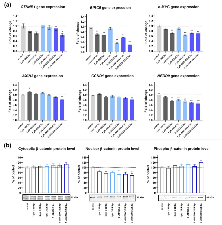 The effect of the DOTAP:POPC liposomes loaded with CBD, CELE, and their combinations on the Wnt/β-catenin target genes CTNNB1, BIRC5, c-MYC, AXIN2, CCND1, and NEDD9 mRNA expression (a) and the β-catenin translocation from cytosol to nuclei and phospho-β-catenin level in cytosol (b) in U-87 MG cells after 48 h incubation. Data (mean ± SEM) from at least two separate experiments are presented as fold changes relative to the control, which is defined as 100% for protein expression. Representative immunoblots are shown for the analysis of β-catenin protein levels in the cytosolic and nuclear fractions, and of cytosolic phospho-β-catenin protein levels. A single asterisk (*) and double asterisk (**) denote statistical significance relative to the untreated control cells with p < 0.05 and p < 0.01, respectively.