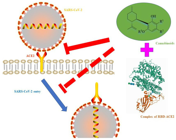 A plausible mechanism of cannabis to inhibit SARS-CoV-2: cannabis blocks the entry of SARS-CoV-2 through binding to a spike protein, ACE2, or complex of RBD-ACE2. The complex of RBD-ACE2 was from the PDB database (ID:7U0N).