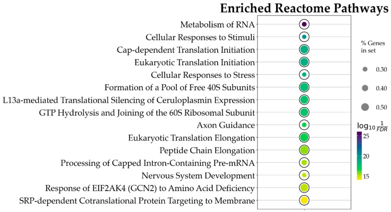 Bubble plot showing the 15 topmost Reactome pathways, ordered by p value, associated with CBN action. This result is based on the ORA analysis of the 3169 DEGs. Bubble size represents the ratio of DEGs/total number of genes composing each pathway. Color indicates the significance of the association calculated as log101FDR, where FDR is the p value adjusted for false discovery rate with the Benjamini–Hochberg correction method. All pathways here represented have an adjusted p value < 5×10−8.