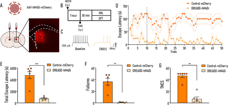 Inhibiting the activity of D1 MSNs after HU210 administration prevents the impairment of NRL. A The injection site of AAV-DIO-hM4Di-mCherry virus. B The experimental procedure. C Electrophysiological recordings of representative D1 MSNs infected with hM4Di virus recorded before and after 10 μmol/L CNO perfusion. D Escape latencies curves of two groups (Control-mCherry vs. DREADD-hM4Di). E–G After CNO and HU210 administration, the DREADD-hM4Di group exhibited significantly decreased tELS (E), failures (F), and TMCS (G) during NRL compared with the Control-mCherry group. Control-mCherry, mice were injected with rAAV-hSyn-DIO-mCherry virus; DREADD-hM4Di, mice were administrated with rAAV-hSyn-DIO-hM4Di-mCherry virus. Control-mCherry: n = 6; DREADD-hM4Di: n = 6. Data shown as mean ± SEM. ANOVA (D), unpaired t-test (E), and Mann-Whitney test (F, G): **p < 0.01, ***p < 0.001