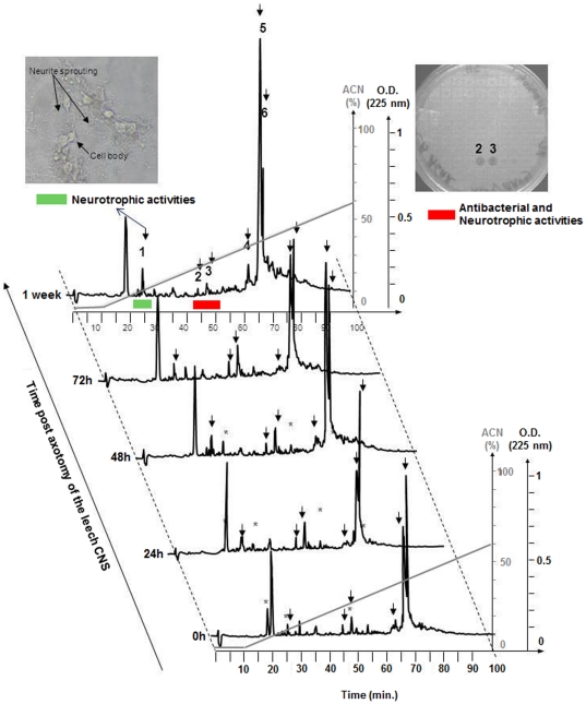 DD-RP-HPLC of leech axotomized nerve cords acidic extracts at different times after connective nerve trans-section.After prepurification by solid phase extraction, the 60% AcN eluted material is loaded onto a C18 column. Elution is performed with a linear gradient of AcN (dotted line) and absorbance was monitored at 225 nm. Each individually collected peak is tested for its neurites outgrowth (example in upper left insert) and antimicrobial (example upper right insert) activities. The peaks that showed temporal variation in intensity, whether they produced antimicrobial or neurotrophic activity or not, are further purified and the peptides are identified by MALDI-TOF mass spectrometry and Edman degradation. Sequence results and peptide identification are shown in Table 2.