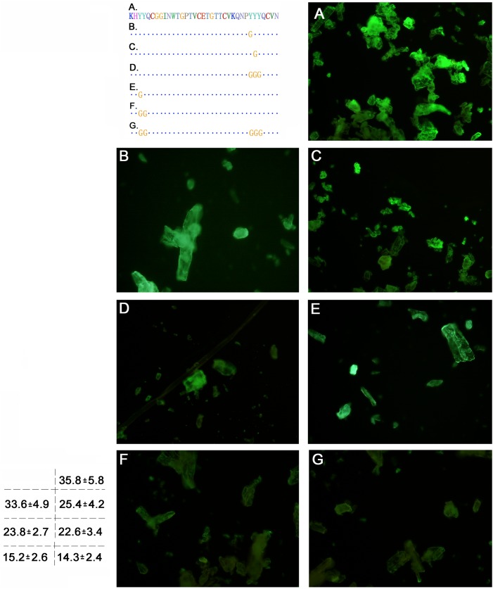 CBD binding on the microcrystalline cellulose under fluorescence excitation.A. eGFP-Linker-CBD; B. eGFP-Linker-CBD(Y477); C. eGFP-Linker-CBD(Y478); D. eGFP-Linker-CBD(Y477Y478Y479); E. eGFP-Linker-CBD(Y451); F. eGFP-Linker-CBD(Y451Y452); G. eGFP-Linker-CBD(Y451Y452, Y477Y478Y479). The integral optical density value calculated under microscopy is marked on the bottom left.
