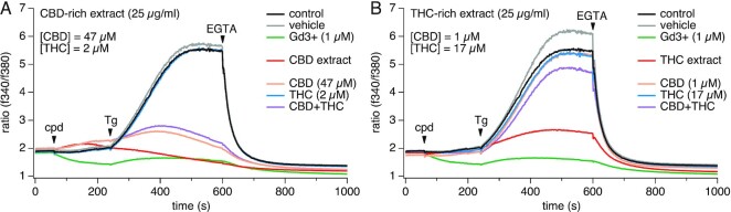Effect of Cannabis extracts and pure CBD and THC on SOCE. Cannabis extracts (CBD- and THC-rich extracts, respectively), pure CBD and pure THC were screened against SOCE in Jurkat T cells. Baseline levels were acquired for 60 s followed by extract or pure cannabinoid addition. To activate SOCE, 1 µm Tg was applied at 240 s and 2 m m EGTA was applied at 600 s to chelate all external calcium. (A) CBD-rich extract (25 μg/mL) and equivalent concentrations of CBD (47 μm) or THC (2 μm) or both were screened against SOCE. (B) THC-rich extract (25 μg/mL) and equivalent concentrations of THC (17 μm) and CBD (1 μm) were screened against SOCE. All experiments were repeated in three independent runs. The traces represent averaged data from n = 3 replicates.