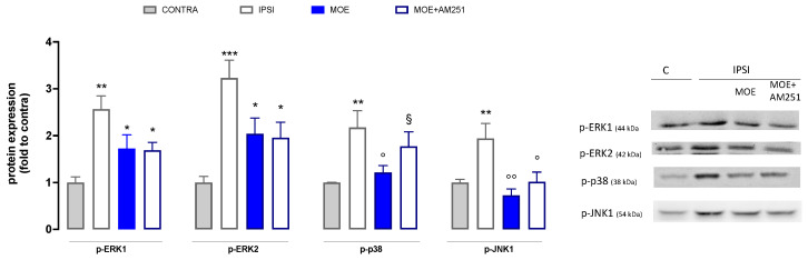 Effect of MOE on MAPK phosphorylation in spinal cord tissue from SNI mice. Protein levels were evaluated by western blot experiments. Representative blots are reported. CONTRA: contralateral side; IPSI: ipsilateral side. * p < 0.05, ** p < 0.01, *** p < 0.001 vs. CONTRA; ° p < 0.05, °° p < 0.01 vs. IPSI; § p < 0.05 vs. IPSI + MOE.