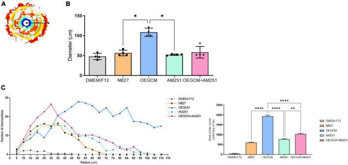 Sholl analysis from O4 data imply a role for CB1 on OEGCM ability to increase the complexity of oligodendrocytes process branching. In panel (A), the Sholl circles from one O4-positive oligodendrocyte from OEGCM condition. In panel (B), the diameter from O4-positive oligodendrocytes in the different conditions. Data is presented as mean ± SD, statistical analysis was performed using One-way ANOVA and Holm-Sídák’s as post hoc test. N = 4 for all experimental conditions, p = 0.0165 for NB27 vs. OEGCM, p = 0.8079 for NB27 vs. AM251, p = 0.0951 for OEGCM vs. OEGCM + AM251, p = 0.9585 for AM251 vs. OEGCM + AM251, p = 0.0121 for OEGCM vs. AM251. In panel (C), the area under the curve calculates the number of intersections in every 0.5 μm radium in each Sholl circle. Data is presented as mean ± SD, statistical analysis of AUC was performed using One-way ANOVA and Sídák’s as post hoc test. N = 4 for all experimental conditions, p < 0.0001 for NB27 vs. OEGCM, p = 0.0586 for NB27 vs. AM251, p < 0.0001 for OEGCM vs. OEGCM + AM251, p = 0.0021 for AM251 vs. OEGCM + AM251, p < 0.0001 for OEGCM vs. AM251. *p < 0.05, **p < 0.01, and ****p < 0.0001.