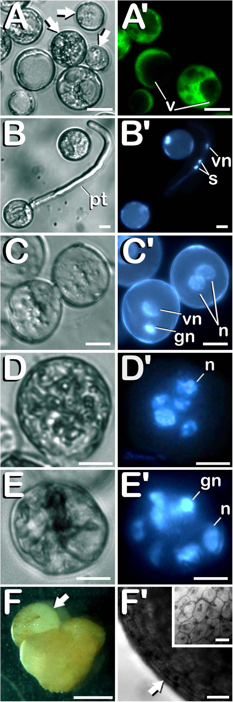 Characterization of the different developmental pathways of C. sativa microspores and pollen grains cultured under in vitro conditions. The different developmental pathways are described as follows: (A,A′) An enriched population of vacuolate microspores and young bi-cellular pollen grains just after in vitro culture stablishment: Arrows point to dead microspores, which does not exhibit any fluorescence. (B,B′) Gametophytic pathway developed by a pollen grain culminated with the emission of a prominent pollinic tube. (C,C′) Illustration of both, gametophytic and sporophytic pathways developed by microspores after a week-long cold-shock bud pretreatment. (D,D′) Microspore under sporophytic development showing five nuclei as a result of successive divisions promoted by cold-shock bud pretreatment. (E,E′) Pollen-derived embryogenic structure generated after cold-shock bud pretreatment and three weeks of in vitro culture. (F) First C. sativa microspore-derived embryos: Illustration of a secondary embryogenesis event which resulted in the development of a globular embryo on a heart-shaped microspore-derived embryo: arrow points to the globular embryo. (F′) Protoderm development (arrow) in the embryogenic structure, which showed a well-organized and regular cellular structure (inset in F′). (A–E) Differential Interference Contrast (DIC) microscope images. (A′) Fluorescent microscope image after FDA staining. (B′–E′) Fluorescent microscope images after DAPI staining. (F) Stereomicroscope image. (F′) Bright-field microscope image. Scale bars (A–E,A′–E′): 10 μm. Scale bar (F): 1 mm. Scale bars (F′) and (inset in F′): 50 μm. v, vacuoles; pt, pollinic tube; vn, vegetative nucleus; s, spermatids; gn, generative nucleus; n, sporophytic nucleus.