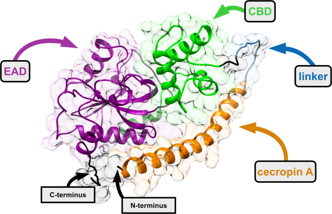 Structural model of MLE-15 generated with OmegaFold43. The enzyme consists of four building blocks antimicrobial peptide cecropin A from Aedes aegypti (orange), 14 amino acid flexible linker (blue), cell wall binding domain (CBD) of endolysin 201phi2-1 from Pseudomonas phage 201phi2-1 (green), and enzymatically active domain (EAD) of Ph2119 endolysin from Thermus phage Ph2119 (dark magenta). His-tag at the C-terminus and the N-terminus are depicted in black. Surface transparency visible in the background of the model is 80%. Figure was prepared with Affinity Designer software.